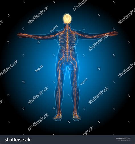 Science Brain 的图像结果