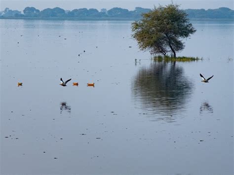 4 wetlands in the state, including Vadodara's Vadhwala Lake, have been ...