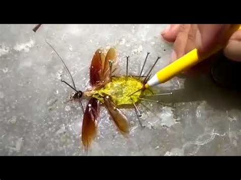 How to Dissect a Cockroach 的图像结果