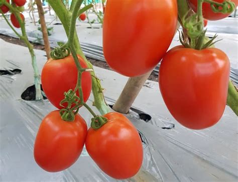 F1 SSB 249 Tomato Seeds - High Yield & Disease Resistant | Safal Seeds