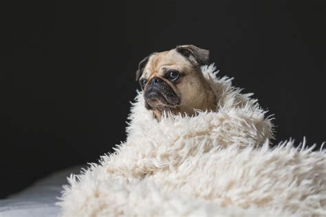 Brown Pug on White Wool Rug · Free Stock Photo
