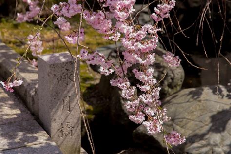 桜の咲く頃、やっぱり気になるお寺 - 冬来たりなば春遠からじ2.0 Daily