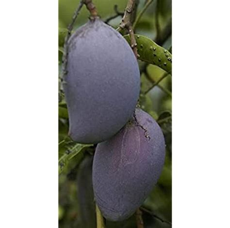 NDN2 Plants` KASTURI BLACK MANGO GRAFTED LIVE PLANT : Amazon.in: Garden ...