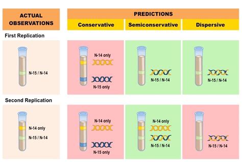 Conservative DNA Replication 的图像结果