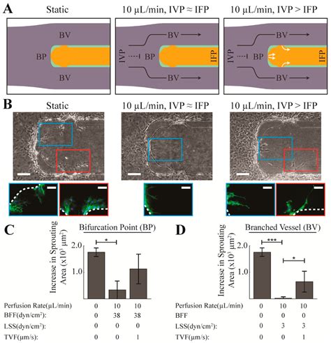 Competing Fluid Forces Control Endothelial Sprouting in a 3-D ...