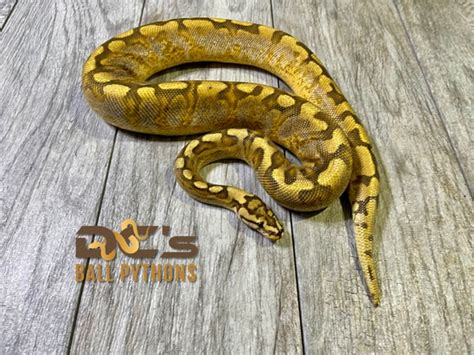 Image result for Asphalt Spider Ball Python