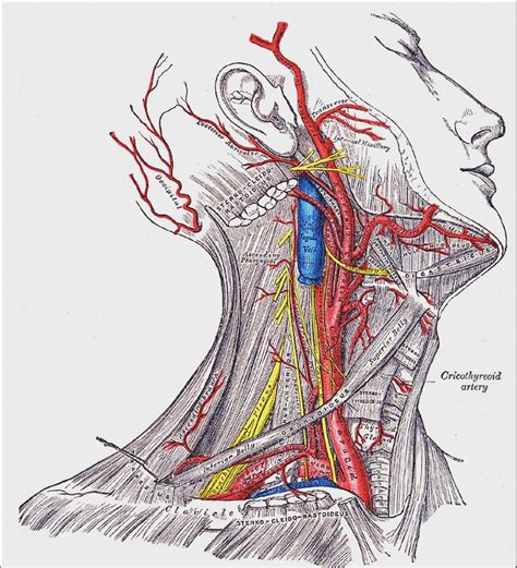 How To Present Your ENT ST3 Portfolio Evidence