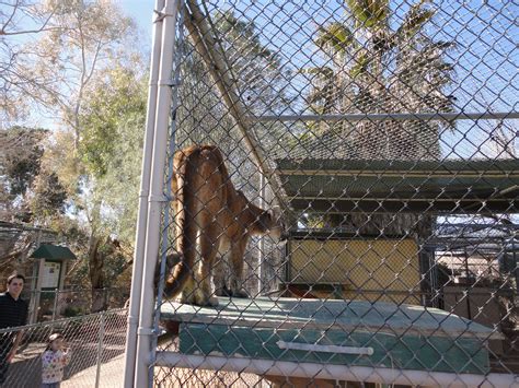 Las Vegas Zoo | Las vegas zoo, Downtown las vegas, Snow trip