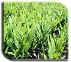 Horticulture :: Plant protection