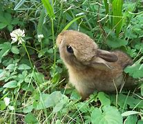 Image result for Fed Baby Bunnies Wild