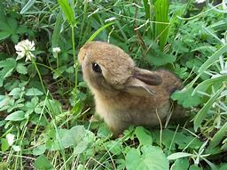 Image result for Baby Bunnies Color Page