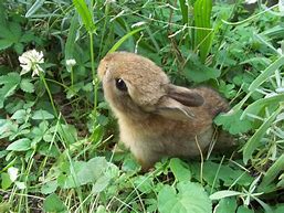 Image result for Cute Fat Baby Bunnies