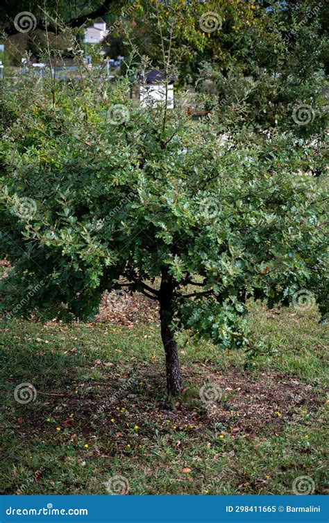 Truffle Farm, Cultivation of Black Winter Perigord Truffles Mushrooms ...
