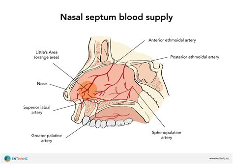 Epistaxis (nose bleeds) - ENT Info
