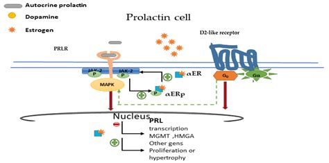 Molecular Pathways in Prolactinomas: Translational and Therapeutic ...