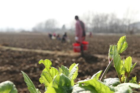 春耕生产季节开始了，农民种田要做哪些事？种植前要注意什么？