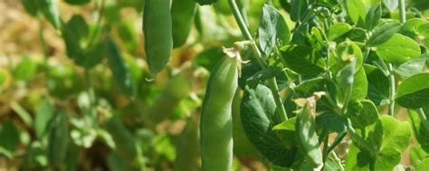 豌豆芽图片-豌豆芽栽种素材-高清图片-摄影照片-寻图免费打包下载
