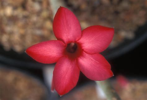 Follow This Easy Guide to Grow Beautiful Desert Rose Plants | Desert ...