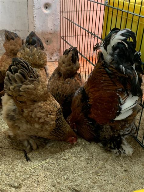 Vögel Kleinanzeigen