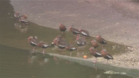 Ducks at the Arboretum in Austin dying due to Avian Flu | kvue.com