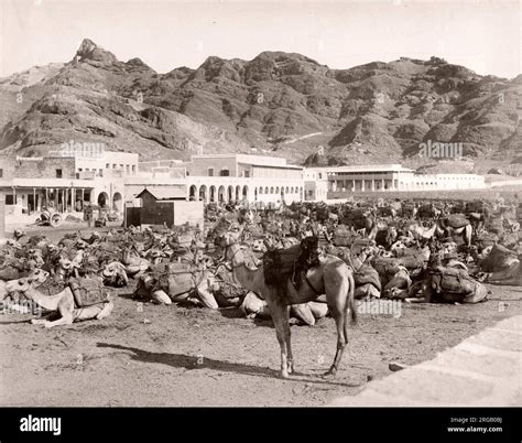 Late 19th century vintage photograph: Camel Market, Aden, Yemen Stock Photo - Alamy