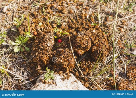 Bear scat on ground stock image. Image of bear, droppings - 51898395