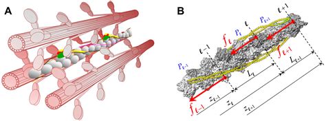 Comparison of Predicted X-Ray Fiber Diffraction Patterns from All-Atom ...