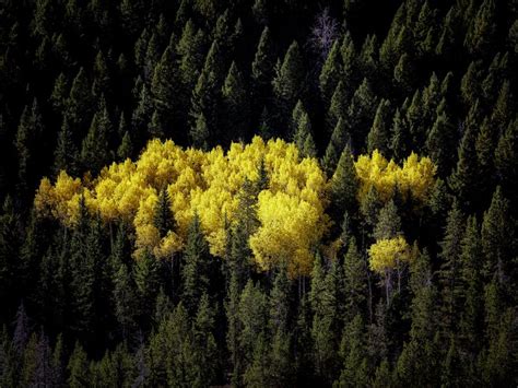 Download wallpaper 800x600 forest, landscape, autumn, trees pocket pc ...