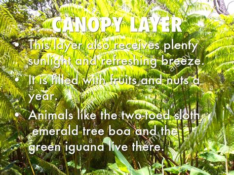 Rainforest Environment 的图像结果