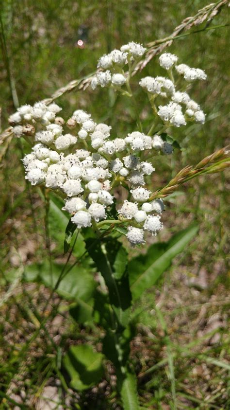 Sow Wild Natives-Wild Quinine (Parthenium integrifolium)
