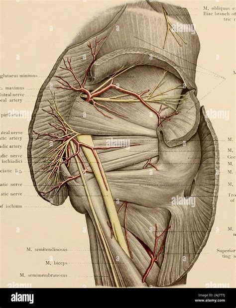 Superior Gluteal Nerve Model