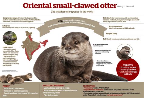 Oriental small clawed otter facts habitat and illegal trade roundglass ...