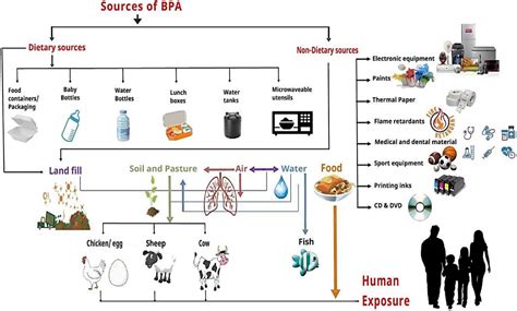 Frontiers | An insight into bisphenol A, food exposure and its adverse effects on health: A review