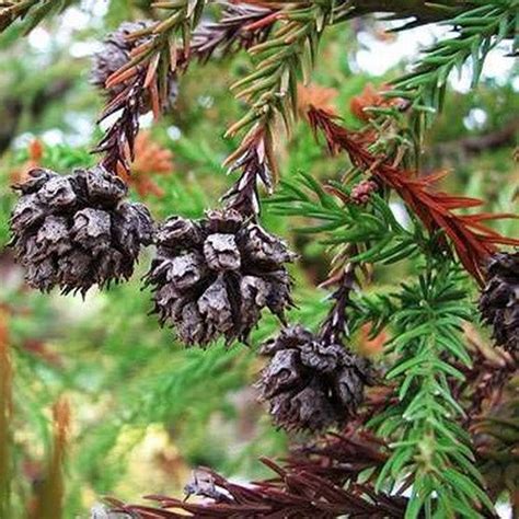 Japanese Red Cedar Tree Seeds (cryptomeria Japonica) 50+seeds - Etsy