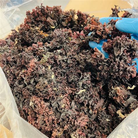 Where To Buy 100% Authentic Irish Sea Moss (Whole Leaf) Chrondrus ...