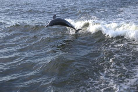 National Dolphin Day: How to Celebrate Our Local Icons