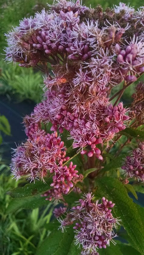 Eupatorium maculatum - Joe-Pye Weed (per oz) - Michigan Wildflower Farm