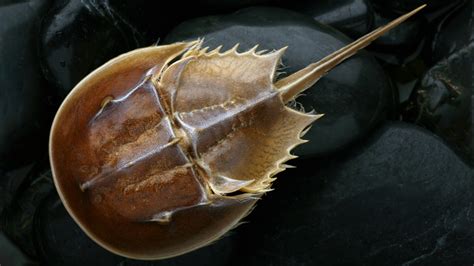 What is horseshoe crab blood used for? | The US Sun