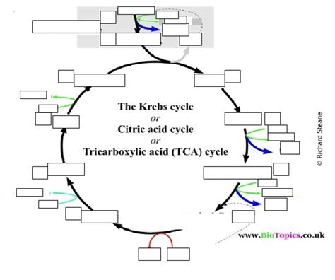 Krebs Cycle Explained Simply 的图像结果