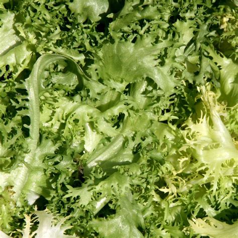 Belgian Endive Supplier: What Is Belgian Endive?