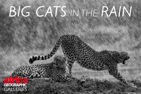 Big Cats in the Rain - Africa Geographic