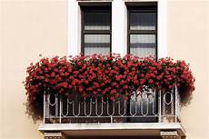 fiori per il balcone fiori da balcone dai gerani alle surfinie le strategie fiori per il balcone fiori da balcone dai gerani alle surfinie le strategie