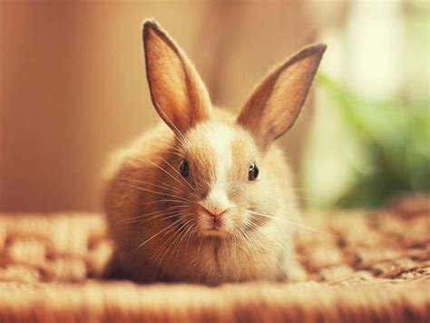 最受欢迎的十大宠物兔，你会喜欢哪一只？|荷兰|安哥拉|宠物兔_新浪新闻