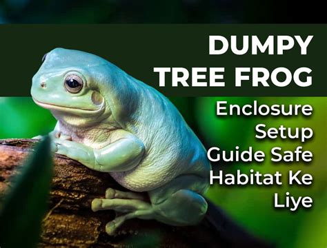 Dumpy Tree Frog Ka Enclosure Kaise Setup Kare?