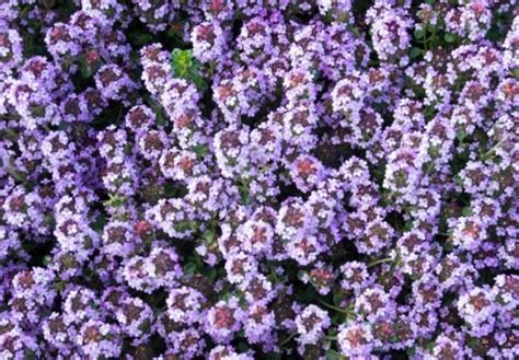 Majčina dušica ili timijan biljka je sa brojnim ljekovitim svojstvima ...