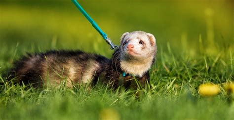Ferret Pet