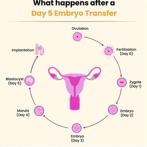 What Happens Day-by-Day After an Embryo Transfer - Nua Fertility