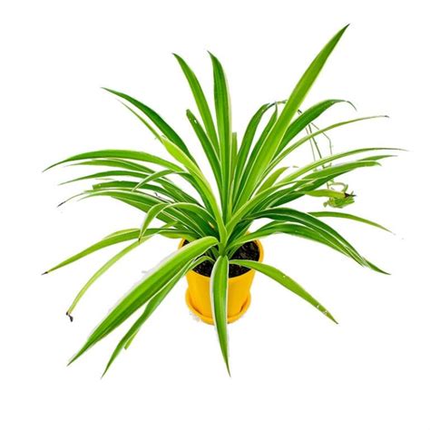Purple Orchid Plant Buy Purple Orchidaceae - Nursery Nisarga