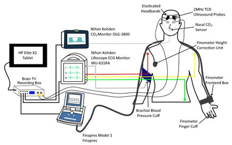 The Effects of Hypocapnia on Brain Tissue Pulsations