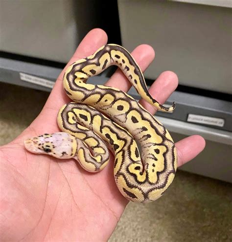 Pastel Spotnose Clown Ball Python by HD Ball Pythons - MorphMarket